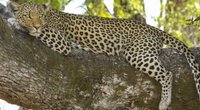 Wo leben Leoparden? Die Heimat der gemusterten Großkatzen