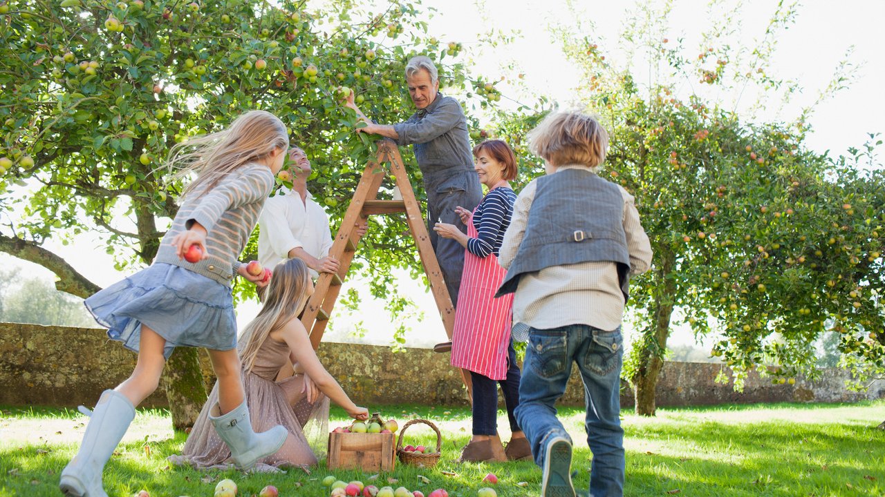 Gartenarbeit im September: Familie erntet gemeinsam Äpfel