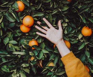 Mit diesem einfachen Trick schälst du Orangen in wenigen Sekunden