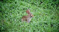 Wann kommt der Osterhase? Kinderleicht erklärt