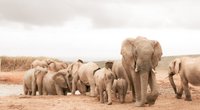 Wo leben Elefanten? Kinderleicht erklärt