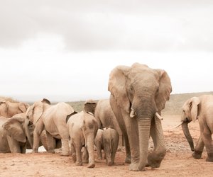 Wo leben Elefanten? Kinderleicht erklärt