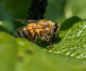 Was ist Honigtau? Eine kindgerechte Erklärung