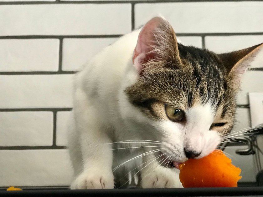 Sind Karotten weich gekocht, knabbern Katzen gerne daran herum.