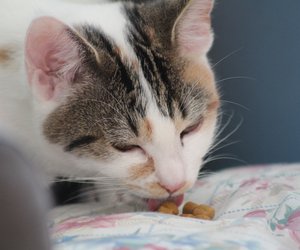 Leberwurst für Katzen – unschädlich oder gefährlich?