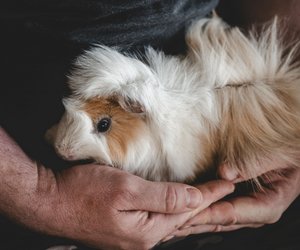 Dürfen Meerschweinchen Birne essen? Das gilt