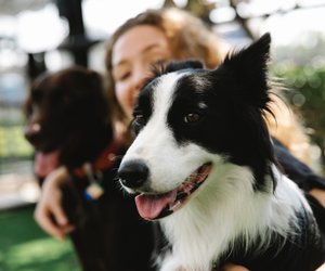 Dürfen Hunde Linsen fressen? Darauf musst du achten