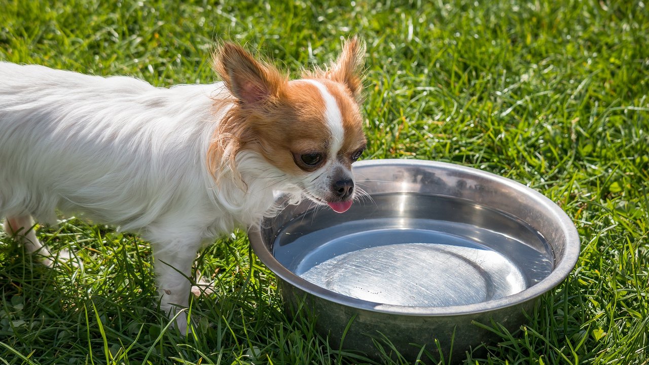 Frisches Wasser ist das beste Getränk für deinen Liebling.