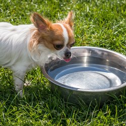 Dürfen Hunde Orangensaft trinken? Das solltest du wissen!