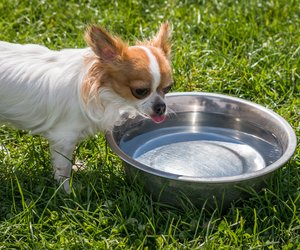 Dürfen Hunde Orangensaft trinken? Das solltest du wissen!