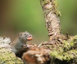 Was fressen Mäuse? So fütterst du sie richtig