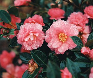 Wann blühen Kamelien? Dann blühen die „Rosen des Winters“
