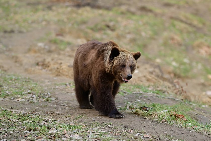Braunbär im Wildpark