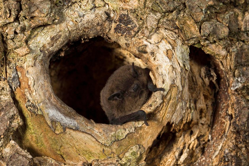 Rauhautfledermaus Pipistrellus nathusii am Eingang einer Baumhöhle sitzend