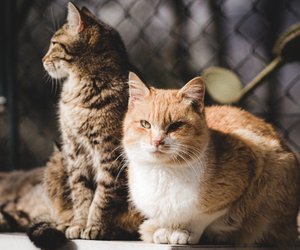 Katze oder Kater: Diese Unterschiede solltest du kennen