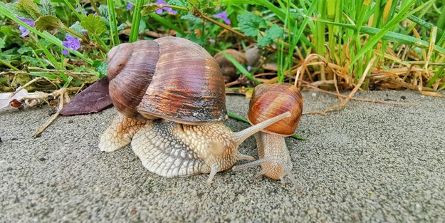 Wie groß ist die größte Schnecke der Welt? Hier erfährst du es!