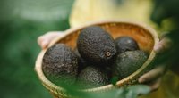 Avocado selber ziehen: Diese Schritt-für-Schritt-Anleitung hilft