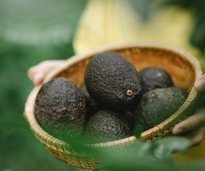 Avocado selber ziehen: Diese Schritt-für-Schritt-Anleitung hilft