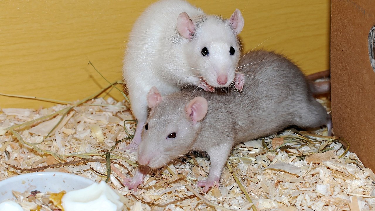 Ratten brauchen Sozialkontakt und sie lieben abwechslungsreiches Futter.