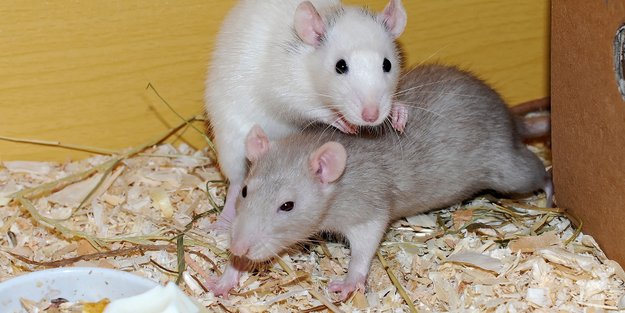 Dürfen Ratten Tomaten essen? Das gilt für die Nagetierfütterung