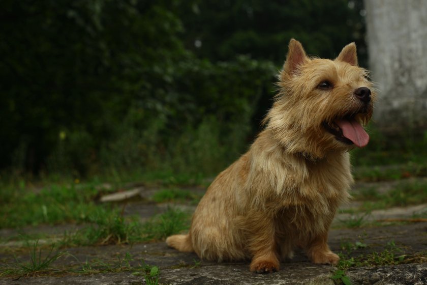 Norwich Terrier