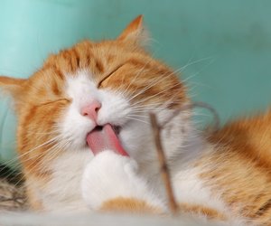Wie oft putzen sich Katzen? So viel Zeit kostet ihre Körperpflege