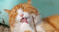 Wie oft putzen sich Katzen? So viel Zeit kostet ihre Körperpflege