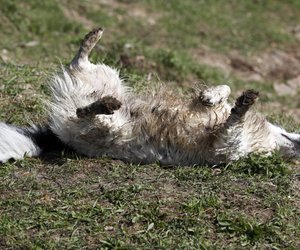Warum sich Hunde wirklich in stinkenden Dingen wälzen, erstaunt dich garantiert!