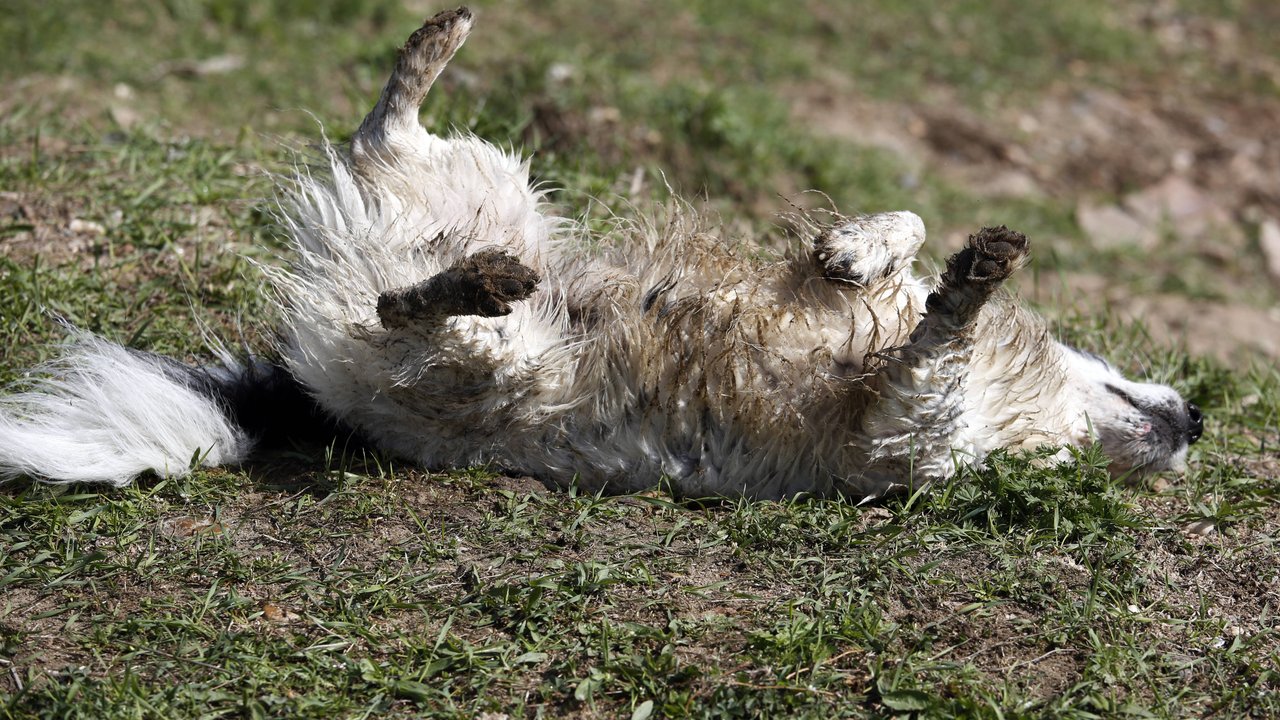 Hunde lieben es, sich auf dem Spaziergang ausgiebig im Dreck zu wälzen.