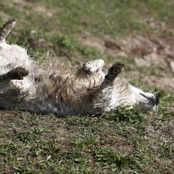 Dein Hund wälzt sich gern in stinkenden Dingen? Das steckt dahinter!