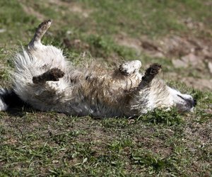 Dein Hund wälzt sich gern in stinkenden Dingen? Das steckt dahinter!