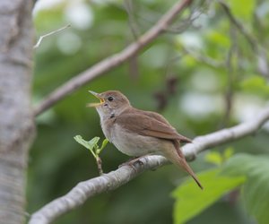 Welche Vögel singen nachts? Ein kleiner Überblick
