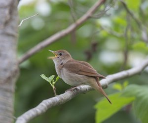 Welche Vögel singen nachts? Ein kleiner Überblick