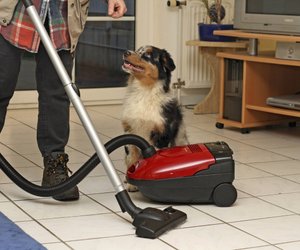 Wenn du saugst, bellt dein Vierbeiner? Warum Hunde sich vor Staubsaugern fürchten