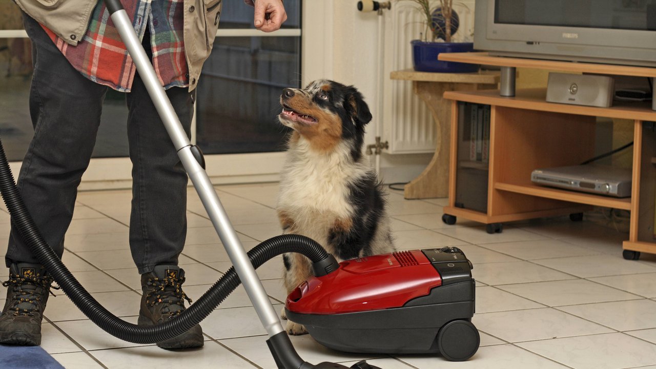 Wird der Hund früh an den Staubsauger gewöhnt, ist es für alle entspannter.