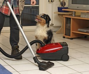 Dein Hund hat Angst vorm Staubsauger? Dieser Grund steckt dahinter!