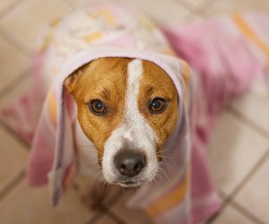 Dieses schnelltrocknende Hundehandtuch von Tchibo ist perfekt für nasse Pfoten