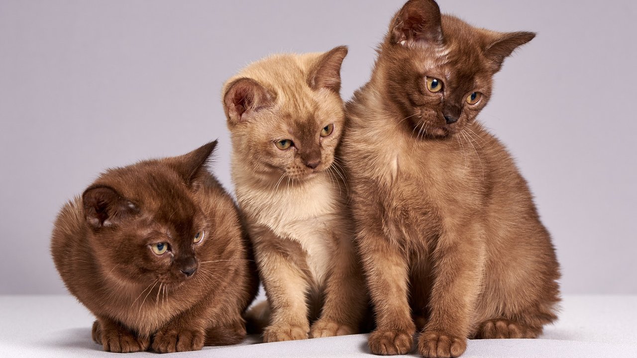 Heranwachsenden Katzen kann kaum ein Mensch widerstehen.