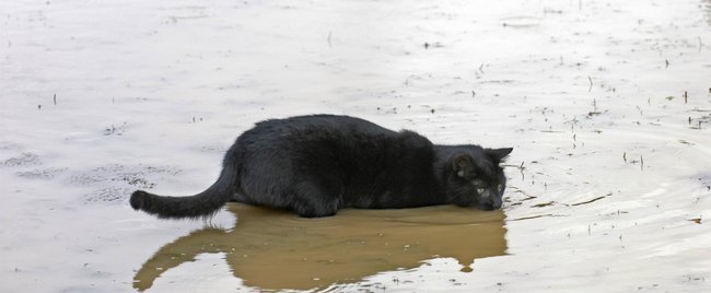 Diese Katzen sind verrückt nach Wasser und planschen sehr gerne