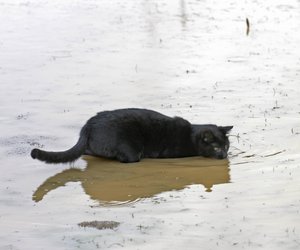 Diese Katzen sind verrückt nach Wasser und planschen sehr gerne