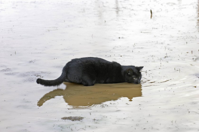 Katzen, die gerne im Wasser spielen