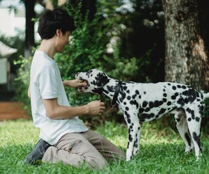 Wie alt werden Dalmatiner? Dieses Lebensalter können sie erreichen