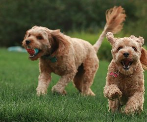 Aktive Fellnasen: Diese 6 Hunderassen brauchen viel Bewegung