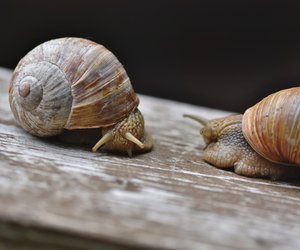 Haben Schnecken Ohren: Wie nehmen die Tiere eigentlich ihre Umwelt wahr?
