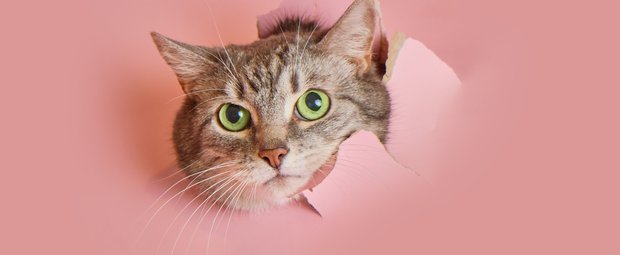 Schelmische Vierbeiner: Diese Katzen sind wahre Schlingel