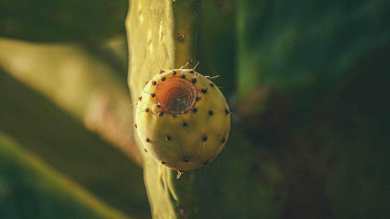 Wie der Kaktus selbst, haben auch Kaktusfeigen kleine Dornen.