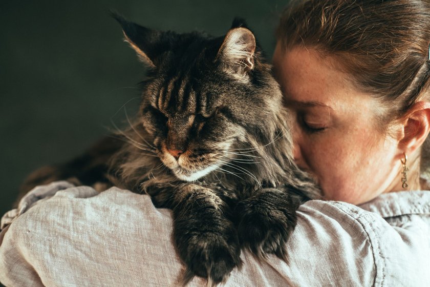 Maine Coons gelten als die größten Hauskatzen der Welt.