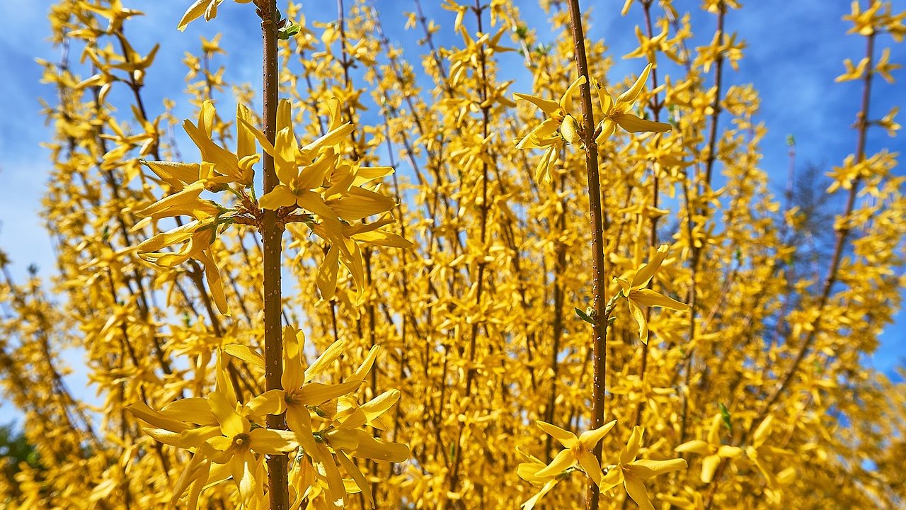 Im Frühling bildet die Forsythie leuchtend gelbe Blüten aus.