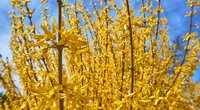 Ist die Forsythie giftig? Alles, was du darüber wissen solltest