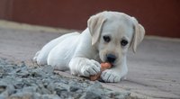 Dürfen Hunde Karotten essen? Darauf ist zu achten
